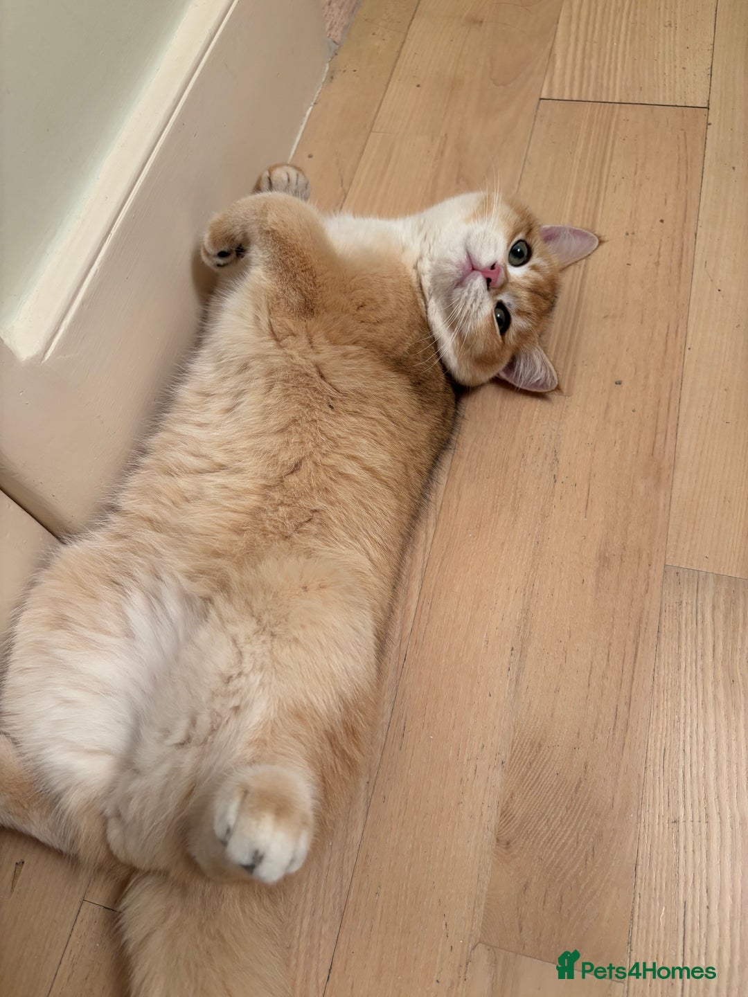 British Shorthair cats for sale:  Golden British Shorthair kittens  in London - Image 6