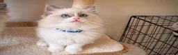 Ragdoll cats for sale: Fluffy Ragdoll Kittens🐾 in Peterborough - Advert 7
