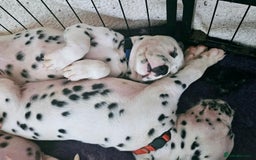 Dalmatian dogs for sale: Beautiful Dalmatian Puppies - Image 4