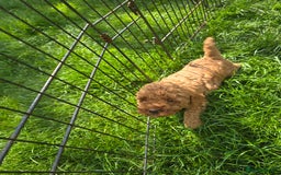 Toy Poodle dogs for sale: Fox Red poodle puppies  - Image 14