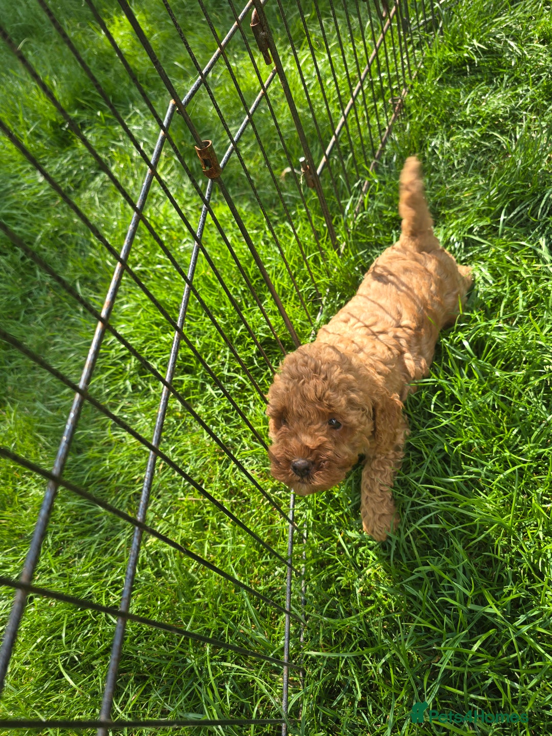 Toy Poodle dogs for sale: Fox Red poodle puppies  - Image 14