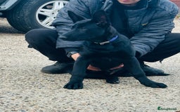 German Shepherd dogs for sale: Exceptional KC Reg DDR GSD Puppies Rare Bloodlines - Image 23