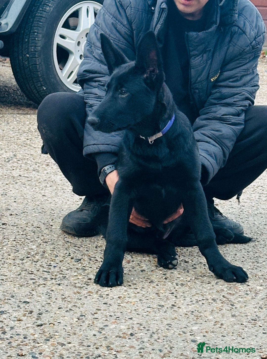 German Shepherd dogs for sale: Exceptional KC Reg DDR GSD Puppies Rare Bloodlines - Image 23