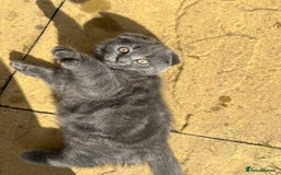 Scottish Fold cats for sale: Scottish-fold Kittens   - Image 17