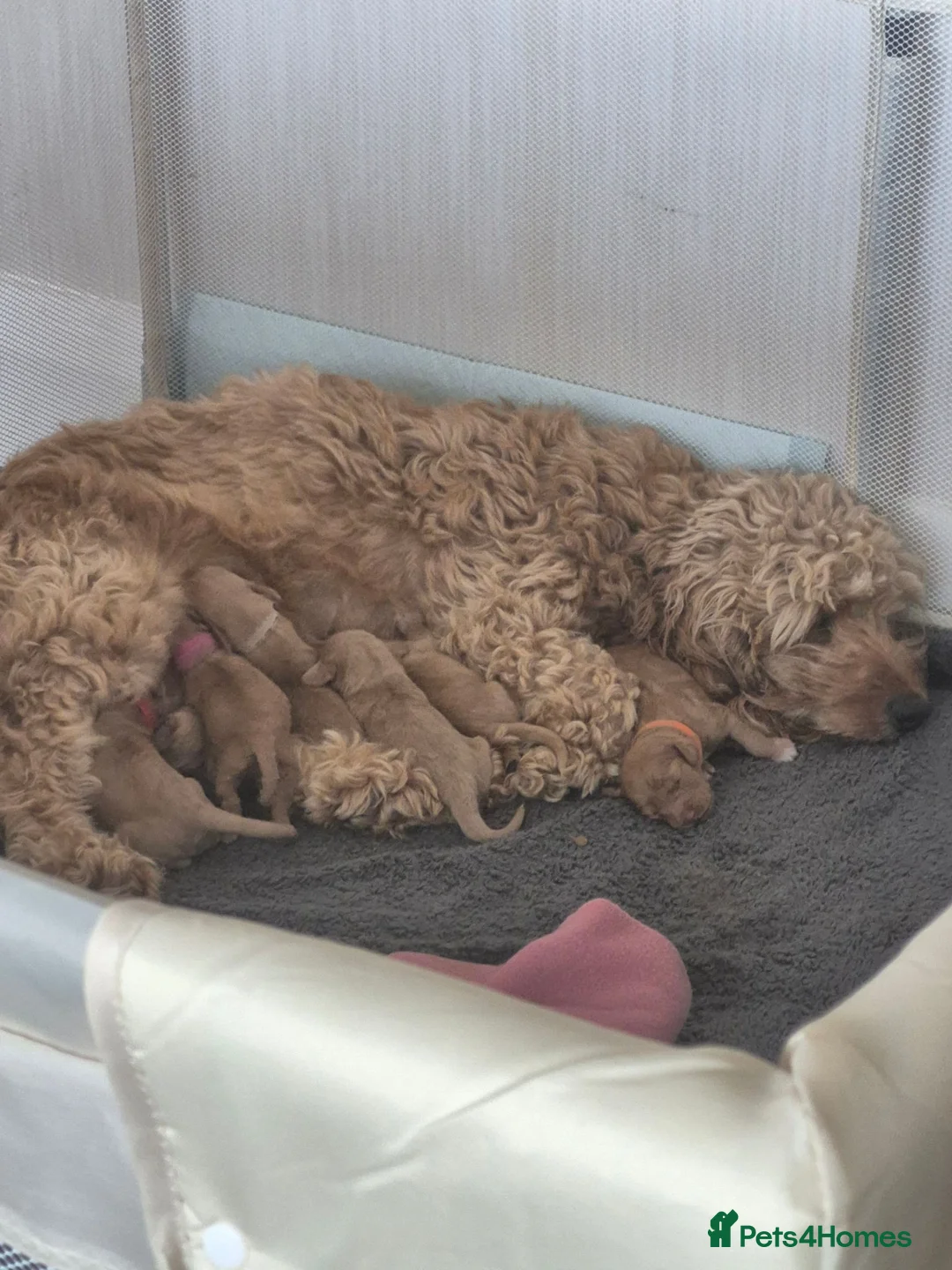 Cockapoo dogs for sale: Beautiful pups 🐶  - Advert 29