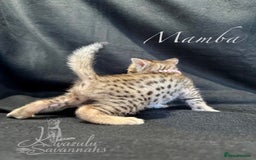 Savannah cats for sale: Exceptional Quality Tica Registr. Savannah Kittens - Image 20