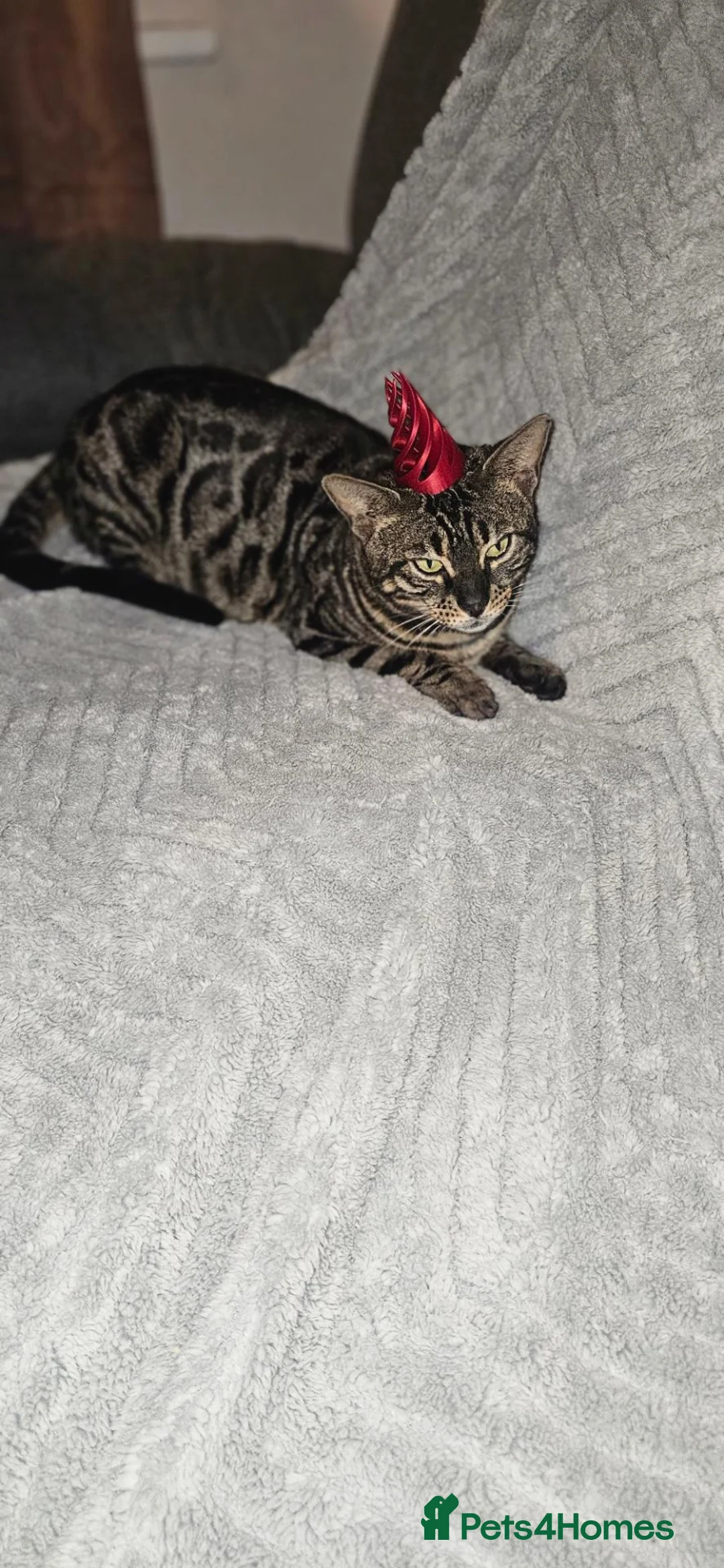 Bengal cats for sale: Retired Bengal Queen in Maidstone - Advert 2