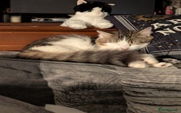 Bengal cats for sale: Male cat - Image 2