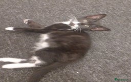 British Shorthair cats for sale: Black and white kittens for sale  - Image 2