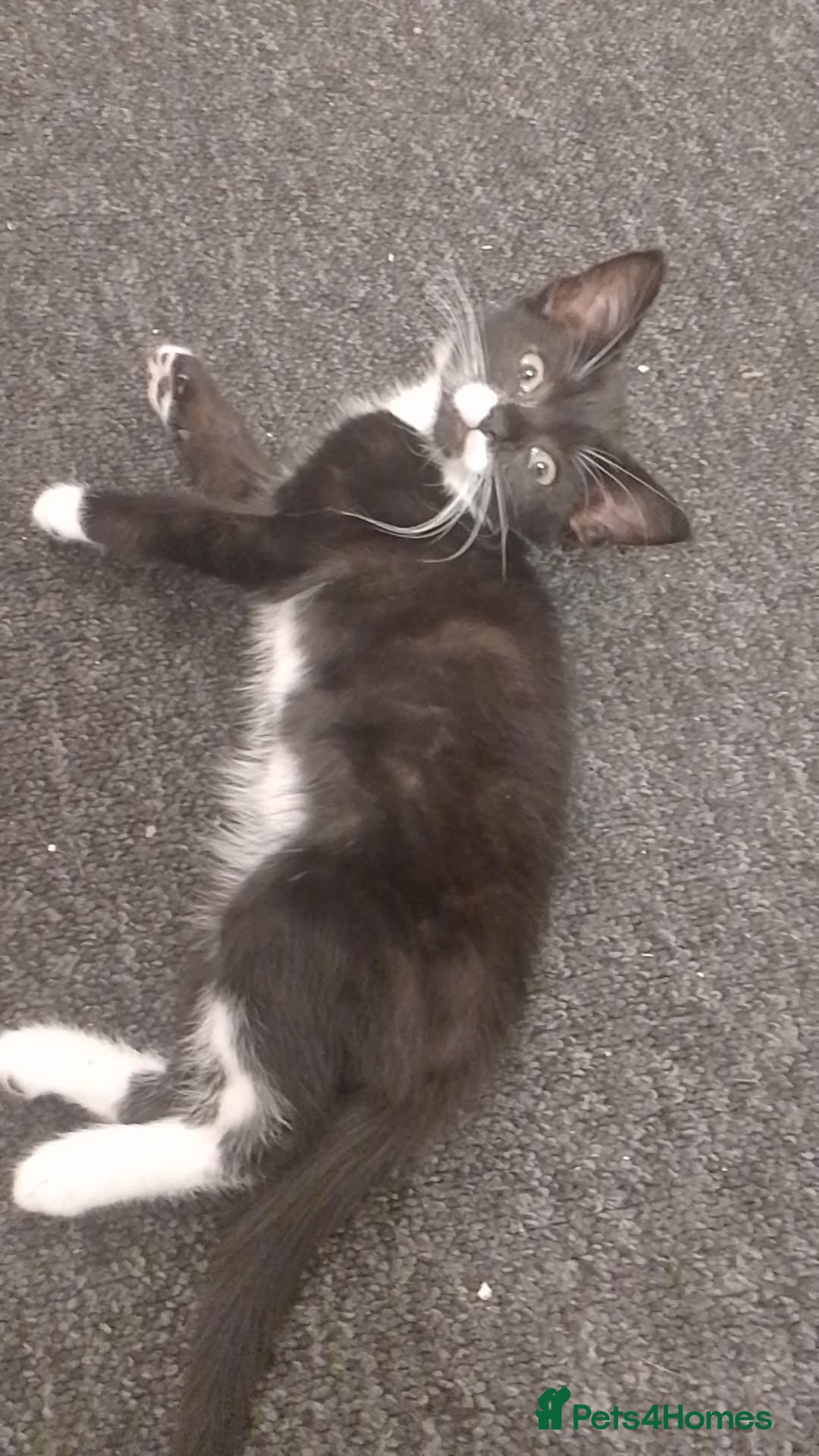 British Shorthair cats for sale: Black and white kittens for sale  - Image 2