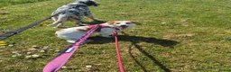 Mixed Breed dogs for adoption: SARA! - Advert 7