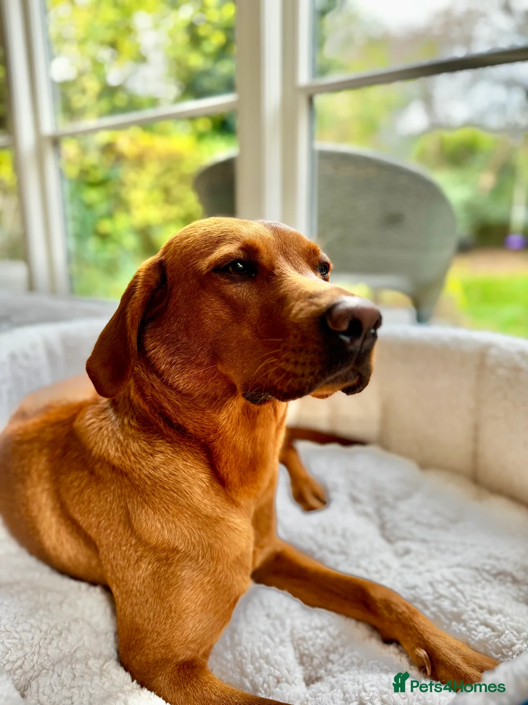 Labrador Retriever dogs for sale: KC Registered, Fox Red Labrador Retriever Puppies - Advert 4