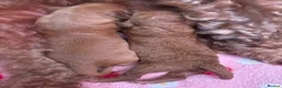 Cockapoo dogs for sale: Beautiful red puppies  - Advert 4