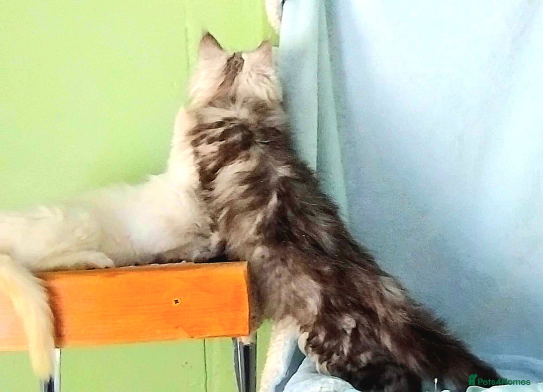 Maine Coon cats for sale: Pure Maine Coon Kittens Looking For A New Home  - Image 6