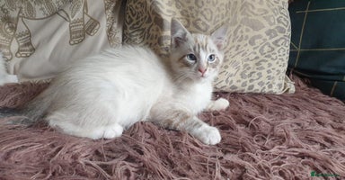 Ragdoll cats - Advert 1