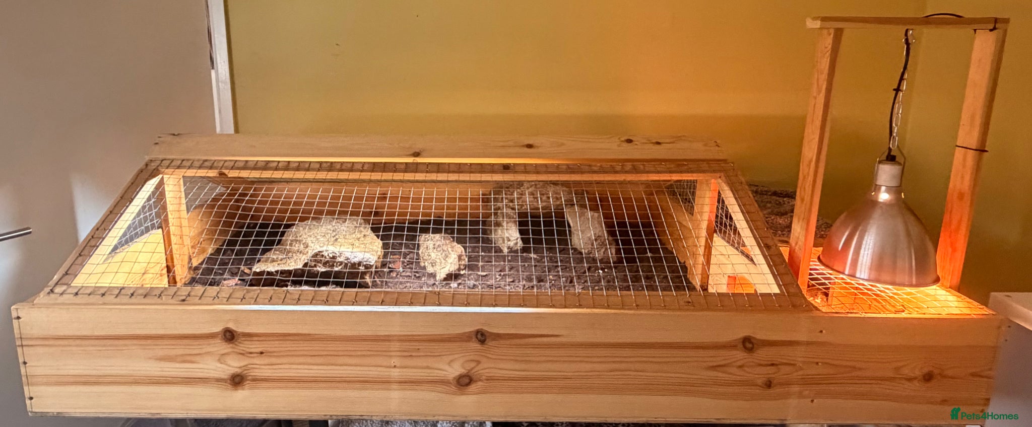 Hermann Tortoise reptiles Male Herman’s tortoise with huge setup  - Advert 1