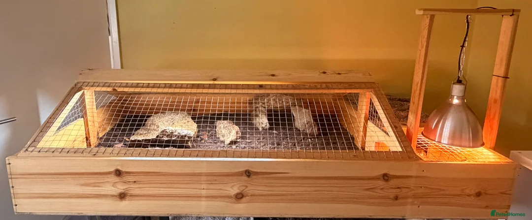 Hermann Tortoise reptiles for sale: Male Herman’s tortoise with huge setup  - Advert 1