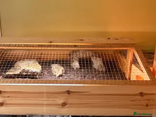 Hermann Tortoise reptiles Male Herman’s tortoise with huge setup - Advert 1