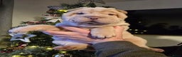 Shar Pei dogs for sale: Beautiful litter of Shar Pei puppies!  - Advert 11