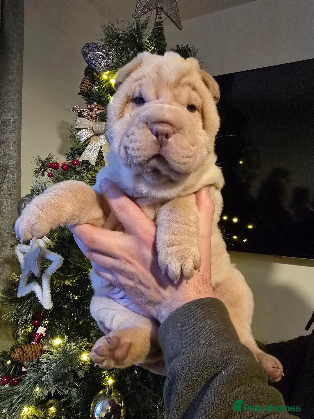 Shar Pei dogs for sale: Beautiful litter of Shar Pei puppies!  - Advert 11