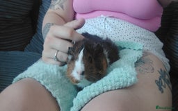 Guinea Pig rodents for sale: 2 female guinea pigs roughly 3 months old  - Image 2