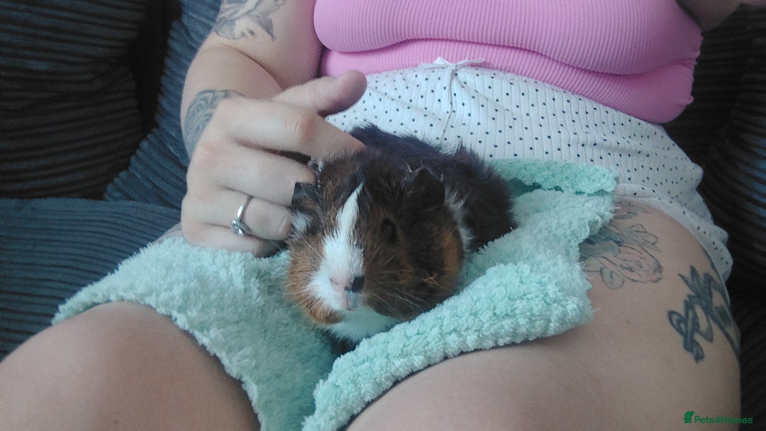 Guinea Pig rodents for sale: 2 female guinea pigs roughly 3 months old  - Image 2