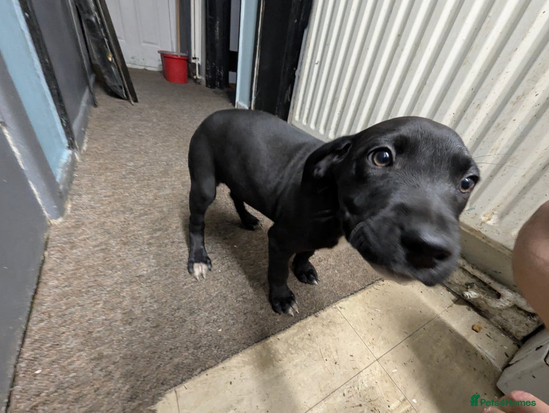 Mixed Breed dogs for sale: Three pups for sale  - Image 21