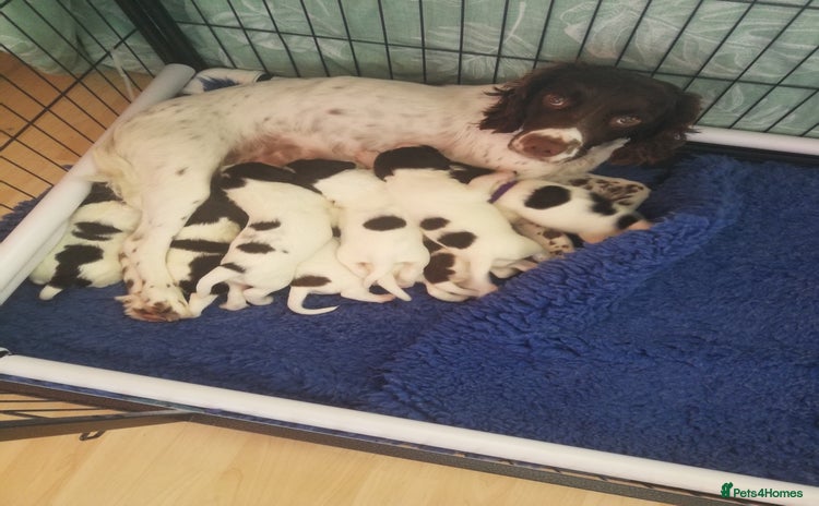 Sprocker dogs - Advert 1