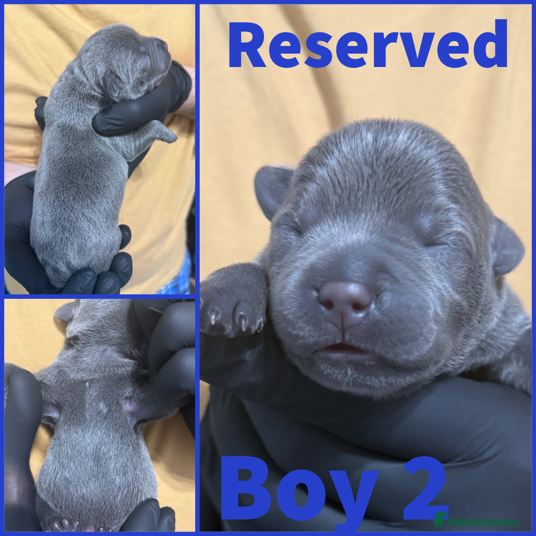 Staffordshire Bull Terrier dogs for sale: KC Registered Mr T & Luminastaffs Puppies - Image 10