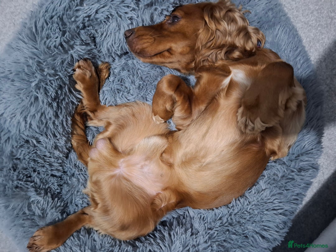 Cocker Spaniel dogs for stud: Handsome working Cocker Spaniel for stud - Advert 4