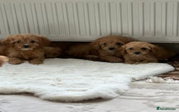 Cavapoo dogs for sale: Apricot Cavapoos - Image 8