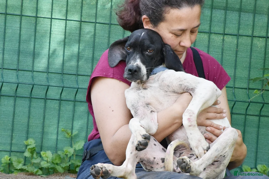 Pointer dogs for adoption: Dunia - Advert 2