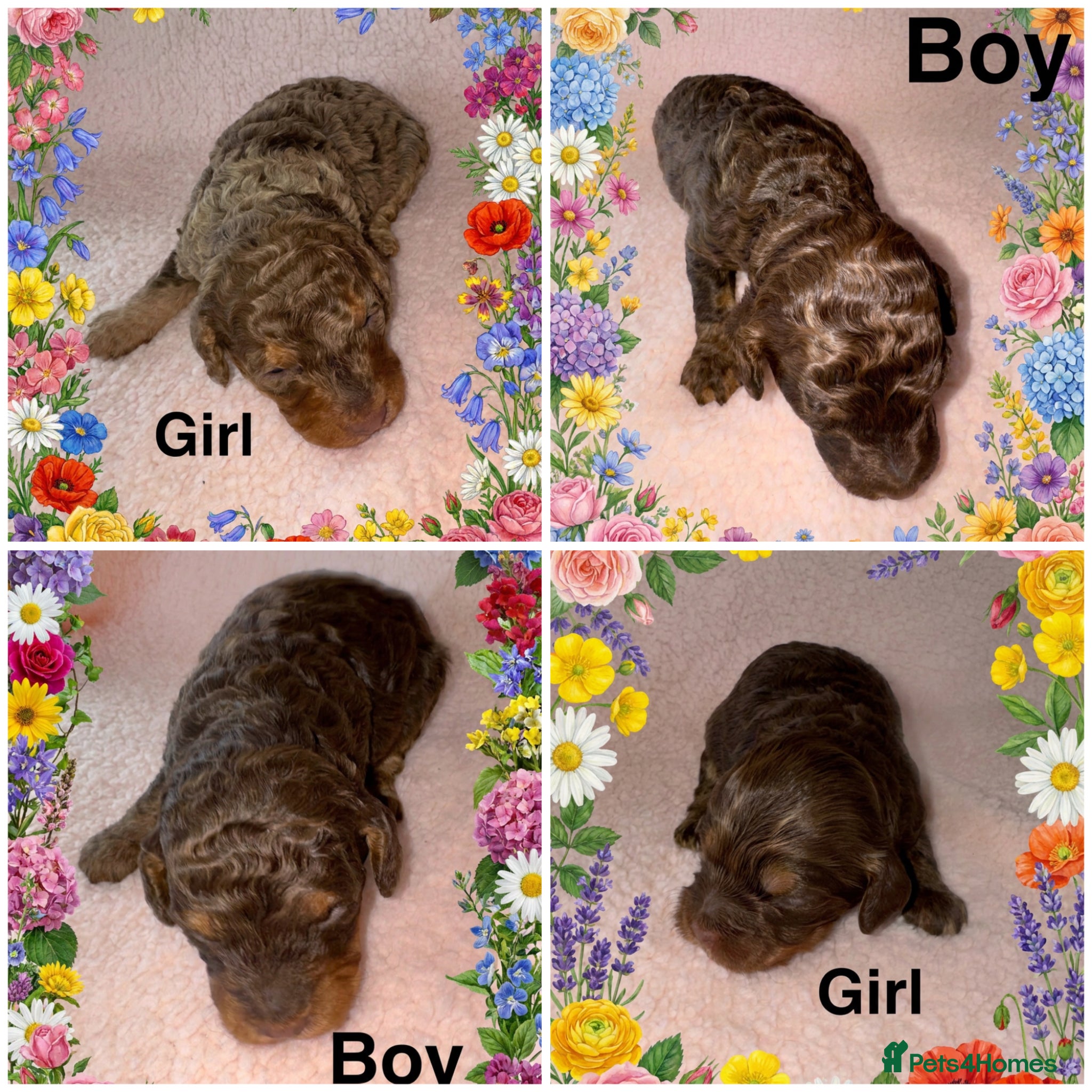 Cockapoo dogs DNA TESTED, Stunning Cockapoo Pups,Ready 5th June  - Advert 17