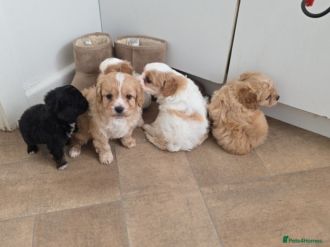 Cavapoo dogs for sale: Beautiful Cavapoo Puppies Ever! - Image 3