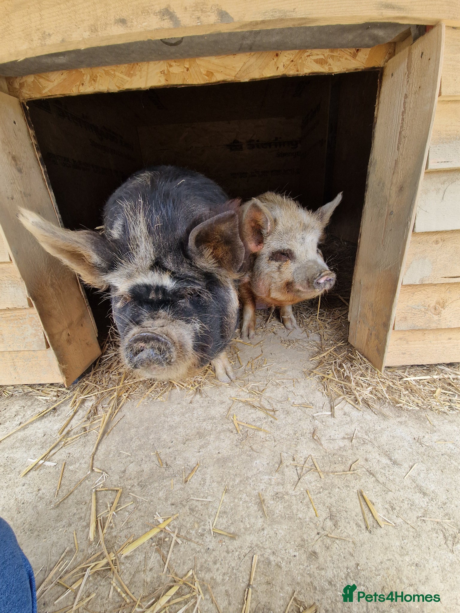 Pig livestock Piglets Due anyday - Advert 1
