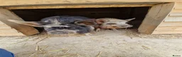 Pig livestock for sale: Piglets Due anyday in Horsham - Advert 1
