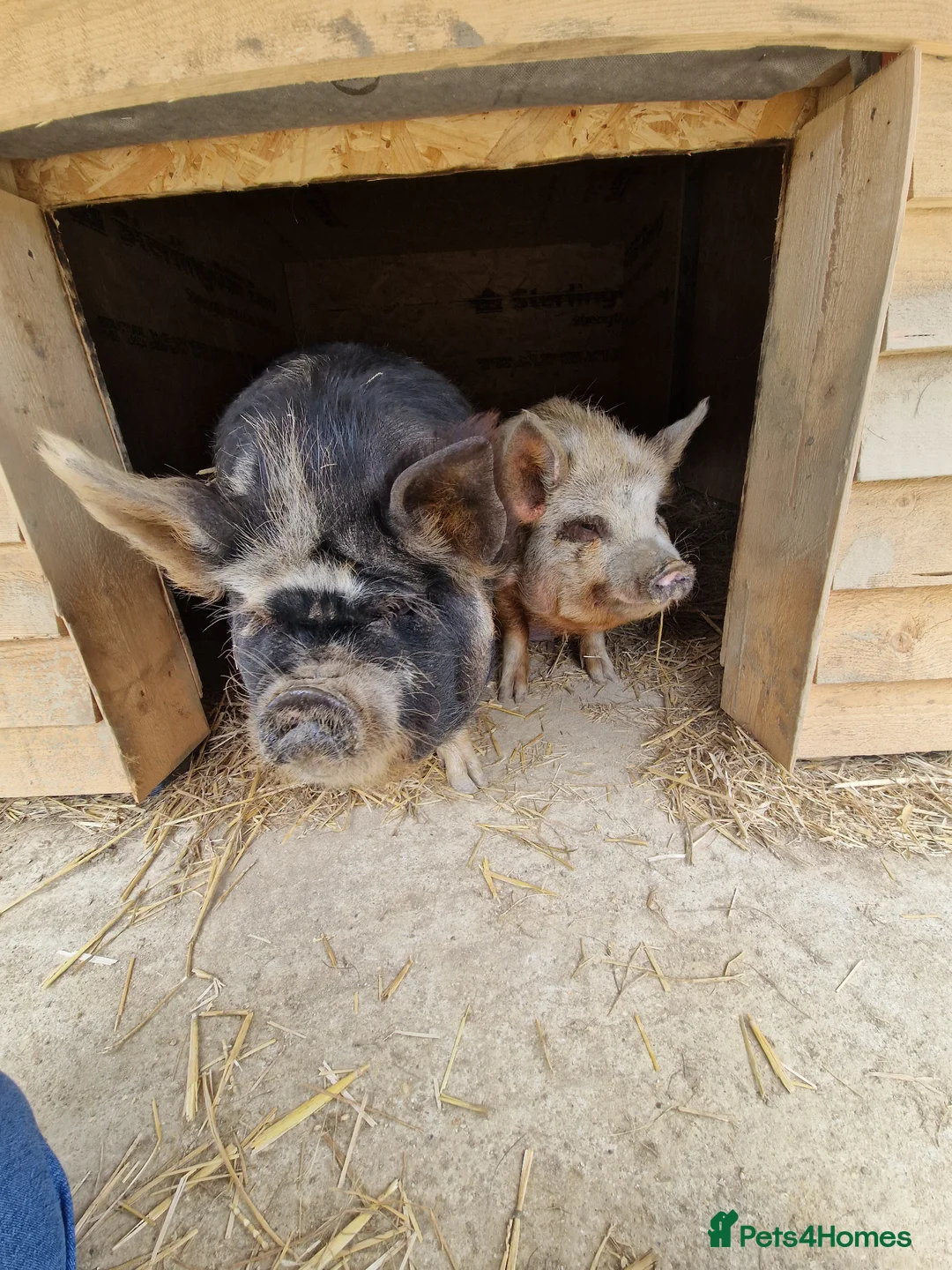 Pig livestock for sale: Piglets Due anyday in Horsham - Advert 1