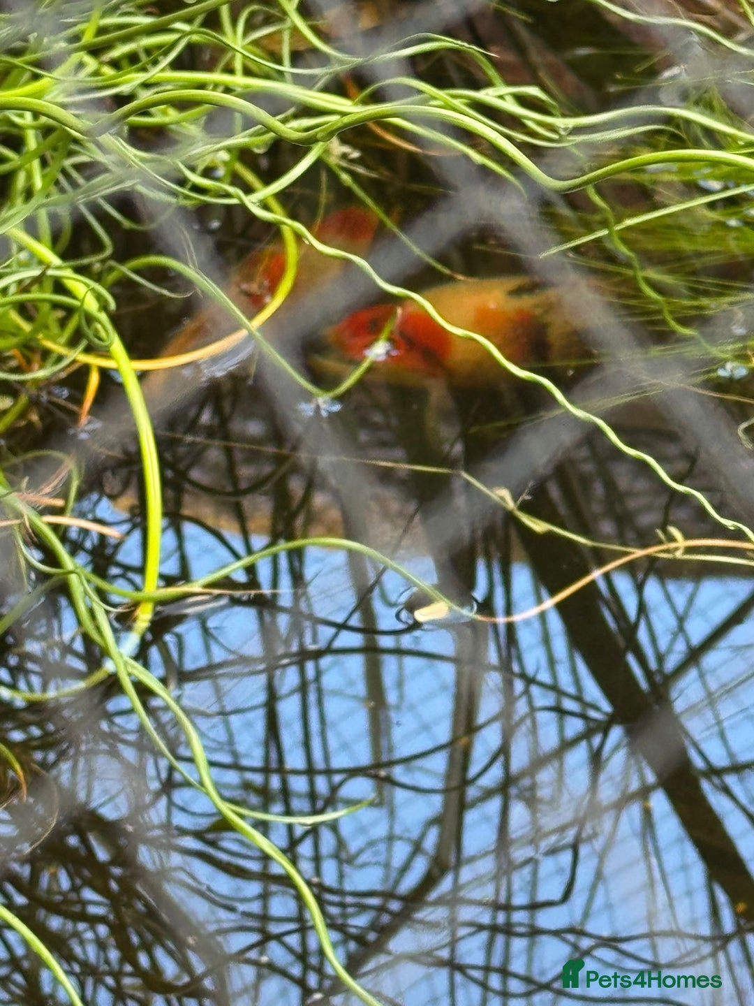 Koi Carp fish for sale: 2 koi and 3 goldfish  - Advert 4