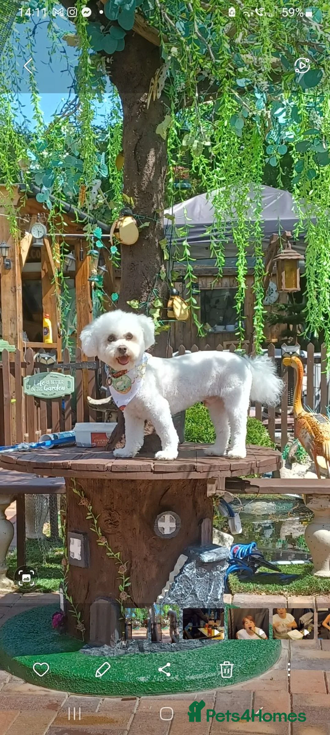 Bichon Frise dogs for stud: Bobby.full bread Bicton frise ,  - Advert 1