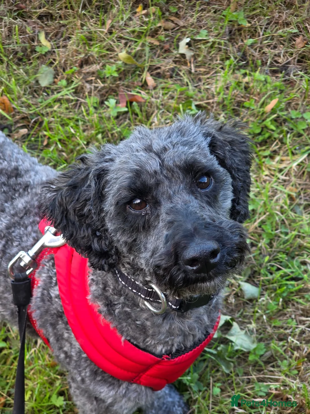Miniature Poodle dogs for sale: Ozzy  in Telford - Advert 4