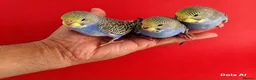 Budgerigars birds for sale: Super silly tame budgies  in Walsall - Advert 7