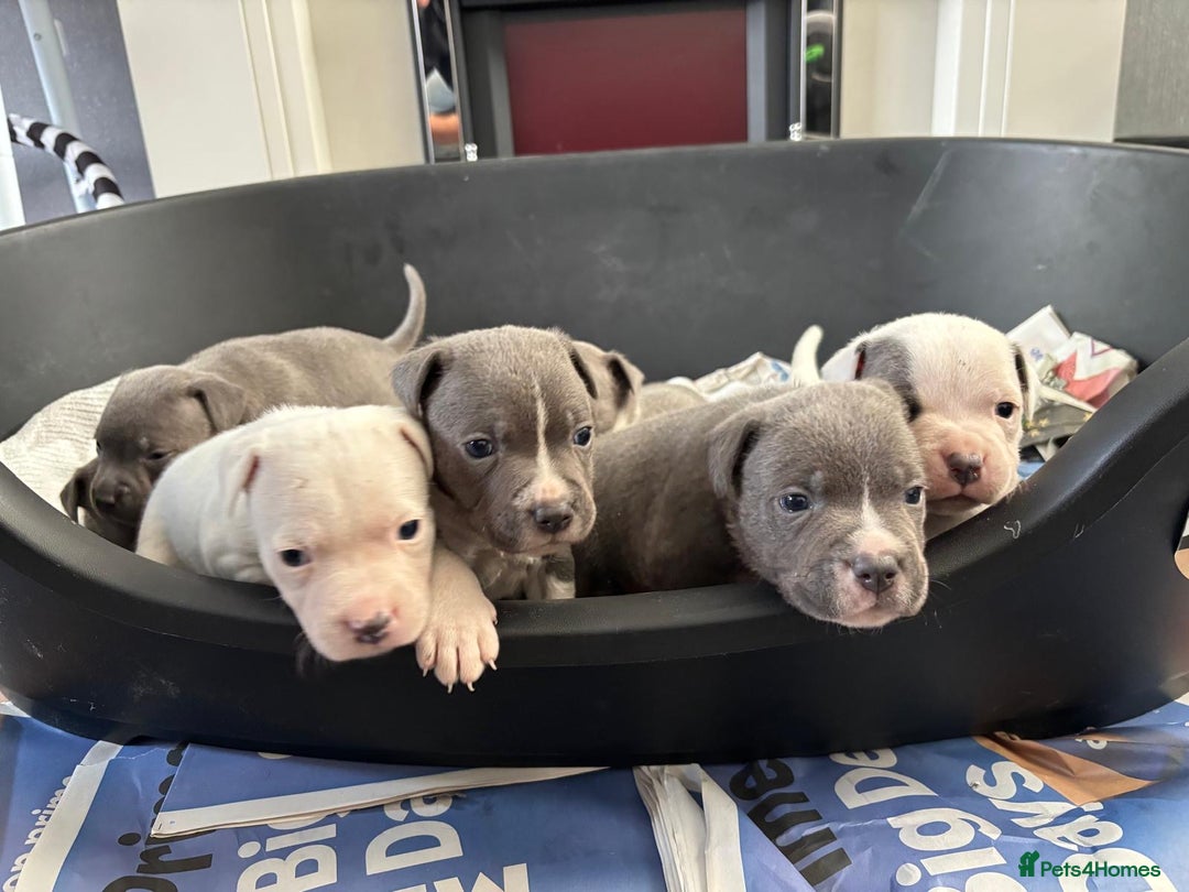 Staffordshire Bull Terrier dogs for sale: Blue k.c registered puppies - Image 2