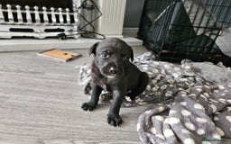 Mixed Breed dogs for sale: 5 Collie x whippet puppies - Image 8