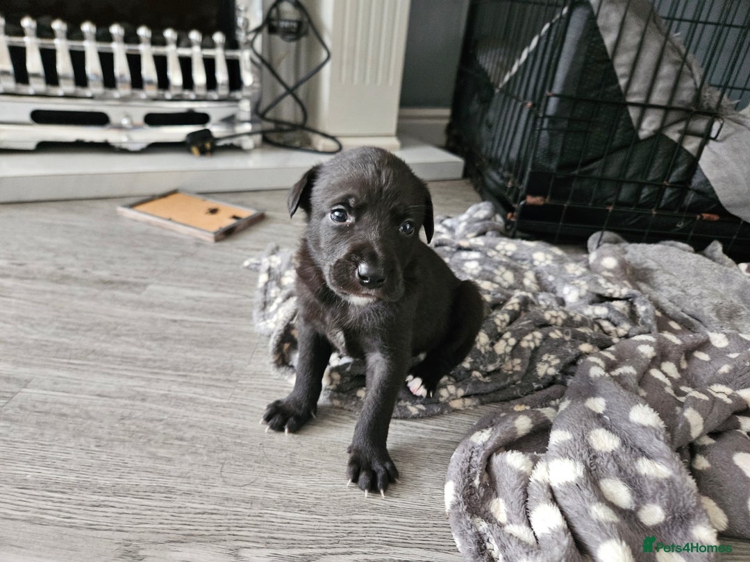 Mixed Breed dogs for sale: 5 Collie x whippet puppies - Image 8