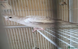 Cockatiels birds for sale: Pair of Cockatiels  - Advert 5