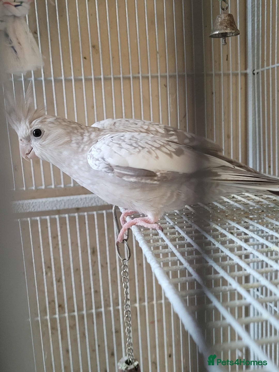 Cockatiels birds for sale: Pair of Cockatiels  - Advert 5