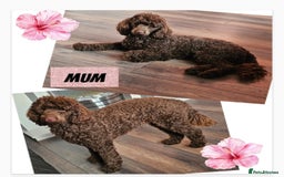 Miniature Poodle dogs for sale: Very well bred, health tested parents  - Image 17