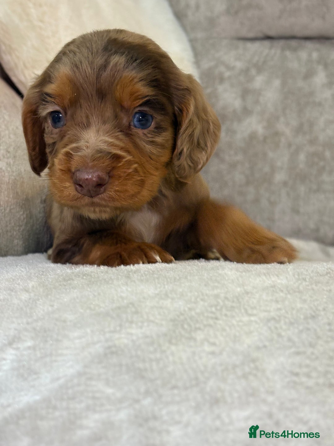 Cocker Spaniel dogs for sale: Stunning cocker spaniel puppies - Advert 7