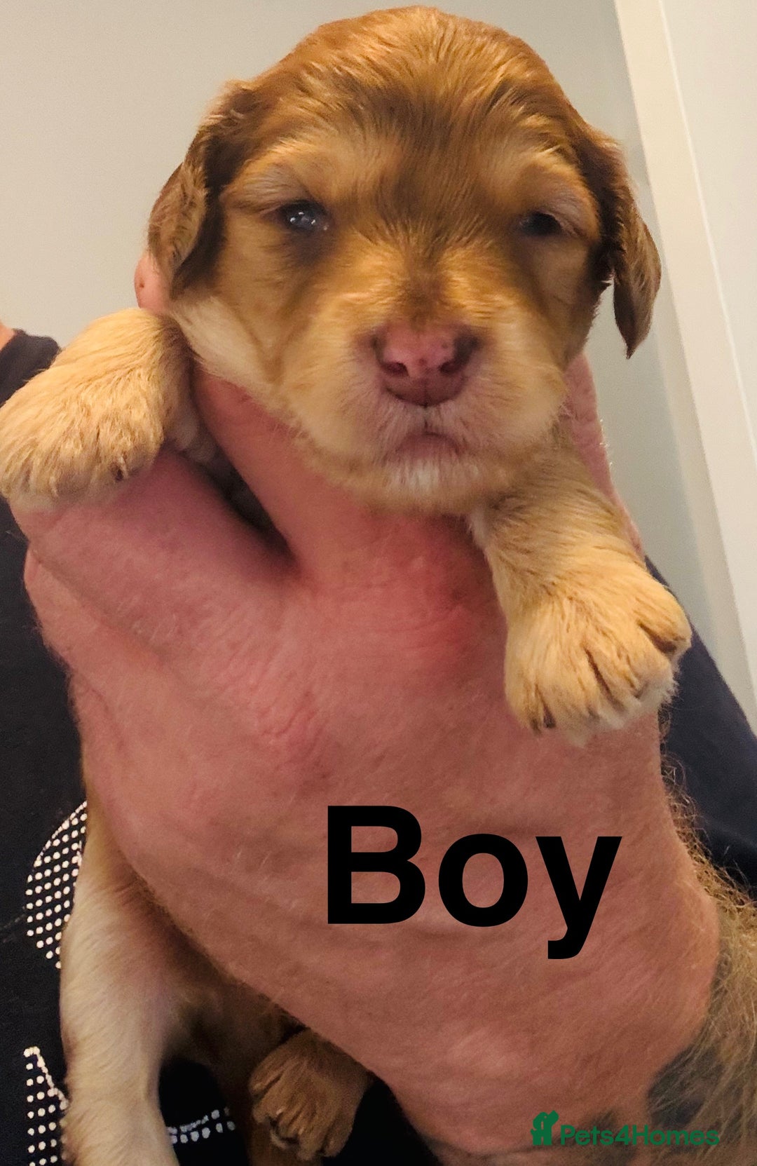 Cockapoo dogs for sale: DNA tested cockapoo puppies, Ready 25th November  - Image 4