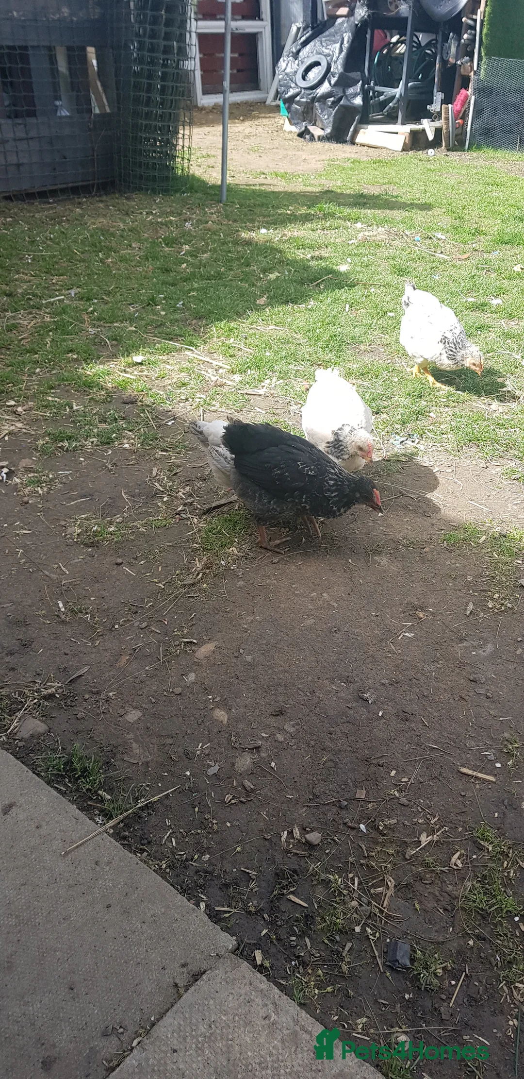 Chickens poultry for sale: Chickens in Doncaster - Advert 9